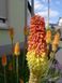 Кніфофія ягідна насіння 0,2 гр. (прибл. 70 шт) кніпхофія (Kniphofia uvaria) факельна лілія