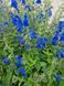 Шавлія відхилена насіння 0,05 гр (прибл 30 шт) (Salvia pratensis) RS-02081 фото 7
