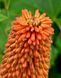Кніфофія ягідна насіння 0,2 гр. (прибл. 70 шт) кніпхофія (Kniphofia uvaria) факельна лілія