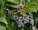 Виноград дикий насіння (20 шт) дівочий п'ятилистий (Parthenocíssus quinquefolia) партеноциссус декоративний RS-00068 фото 1