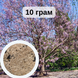 Павловнія кавакамі насіння 10 грам (біля 40 000 шт) RS-00742 фото 1