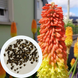 Кніфофія ягідна насіння 0,2 гр. (прибл. 70 шт) кніпхофія (Kniphofia uvaria) факельна лілія