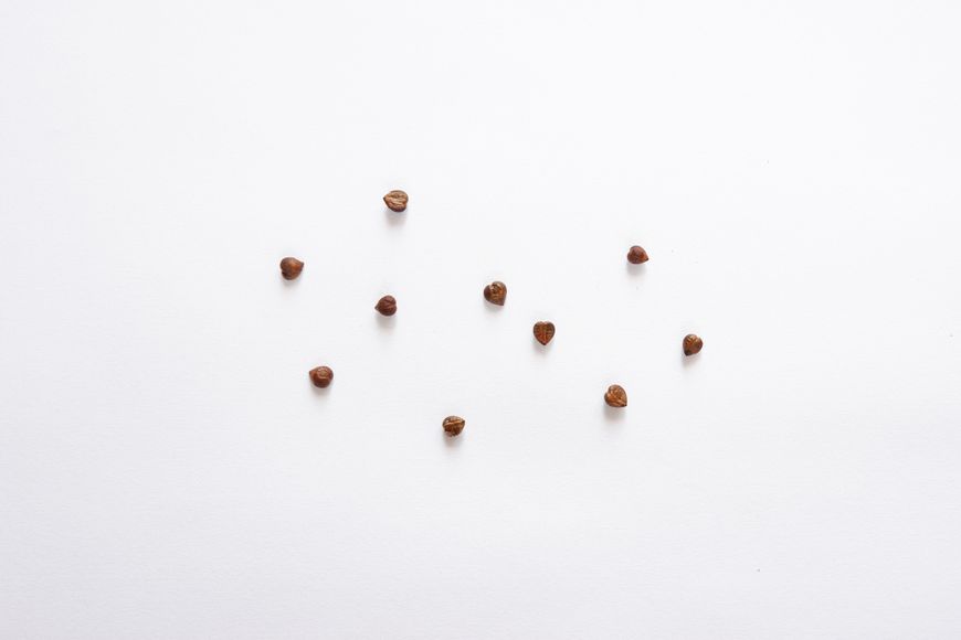 Виноград дикий насіння (20 шт) дівочий п'ятилистий (Parthenocíssus quinquefolia) партеноциссус декоративний RS-00068 фото