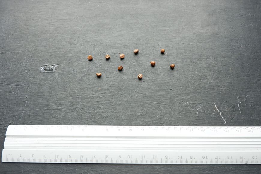 Виноград дикий семена (20 шт) девичий пятилистный (Parthenocíssus quinquefolia) партеноциссус декоративный RS-00068 фото