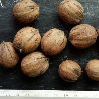 Горіх карія Пекан Grazona (середньо-ранній) насіння 10 шт RS-00056 фото