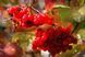 Калина красная семена (20 шт) обыкновенная (Viburnum opulus) RS-00162 фото 3