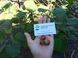 Фундук Трапезунд насіння 10 шт RS-00281 фото 2