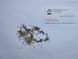 Кульбаба звичайна насіння 1 грам (прибл. 2000 шт) (Taraxacum officinale) RS-01286 фото 3