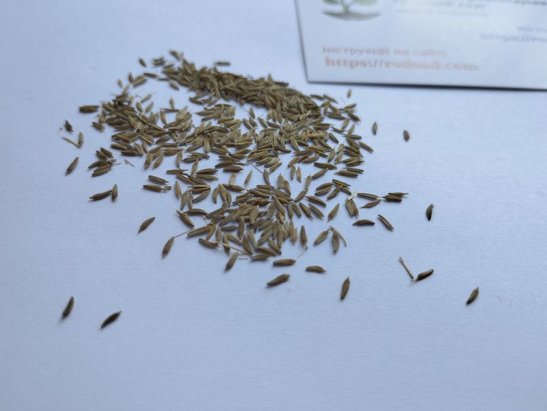 Одуванчик обыкновенный семена 1 грамм (около 2000 шт) (Taraxacum officinale) RS-01286 фото