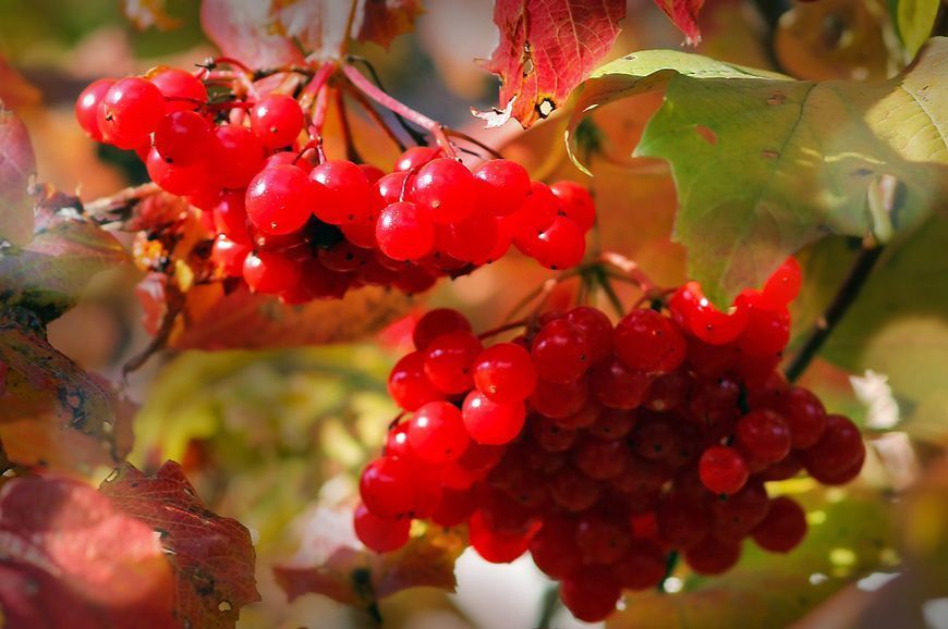 Калина красная семена (20 шт) обыкновенная (Viburnum opulus) RS-00162 фото