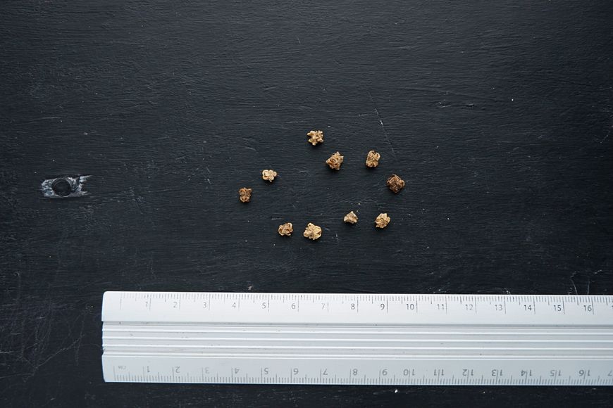Мангольд насіння 2 грами (близько 100 штук) листовий буряк на посадку RS-00160 фото