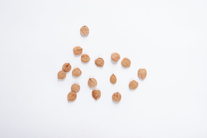 Калина красная семена (20 шт) обыкновенная (Viburnum opulus) RS-00162 фото