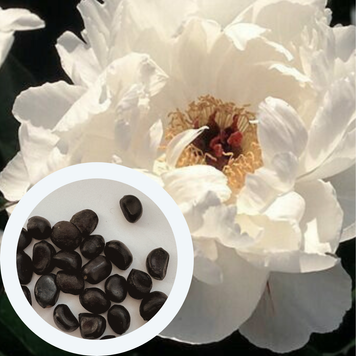Півонія деревовидна біла насіння (10 шт) піон кущовий (Paeonia &times; suffruticosa)