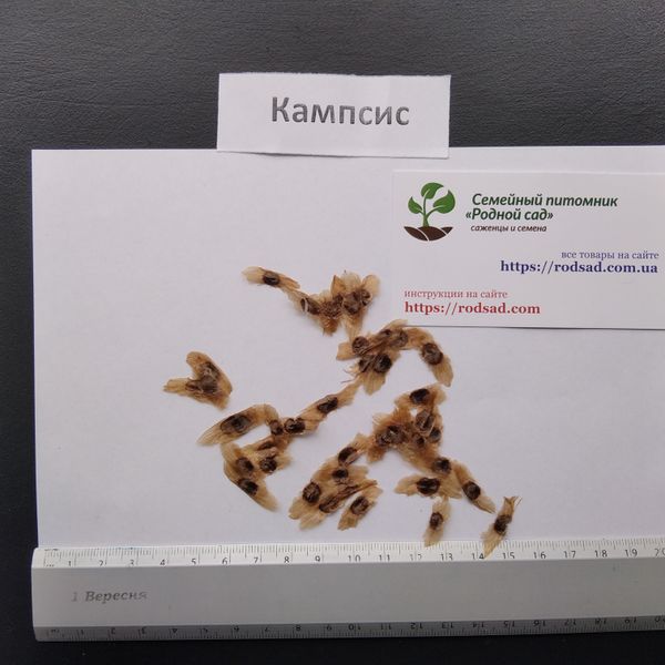 Кампсис текома семена (20 шт) (Campsis radicans) RS-00311 фото