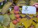 Хурма віргінська насіння (10 шт) американська вірджинська (Diospyros virginiana) морозостійка RS-00036 фото 4