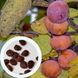 Хурма віргінська насіння (10 шт) американська вірджинська (Diospyros virginiana) морозостійка RS-00036 фото 1