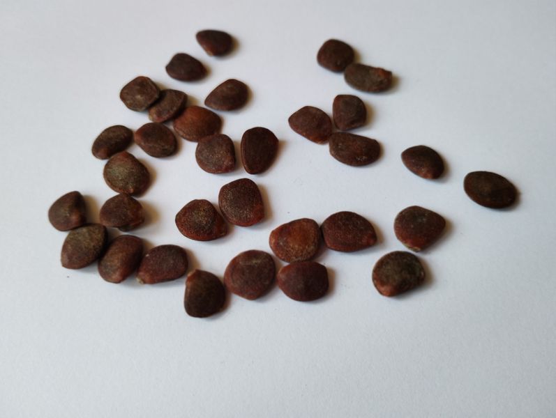 Хурма виргинская семена (10 шт) американская (Diospyros virginiana) морозостойкая RS-00036 фото