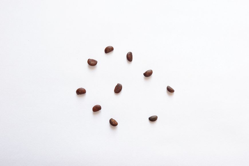 Хурма виргинская семена (10 шт) американская (Diospyros virginiana) морозостойкая RS-00036 фото