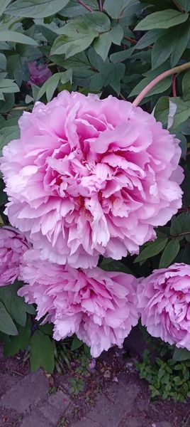 Пион древовидный розовый семена (10 шт) кустовой (Paeonia &times; suffruticosa)