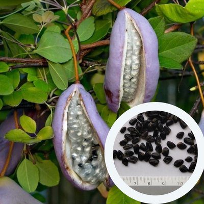 Акебия семена (10 шт) пятилистная шоколадная лиана (Akebia quinata) RS-00645 фото