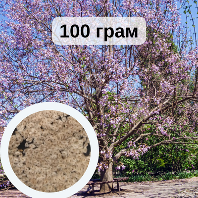 Павловния каваками семена 100 грамм (около 400 000 шт) RS-00744 фото