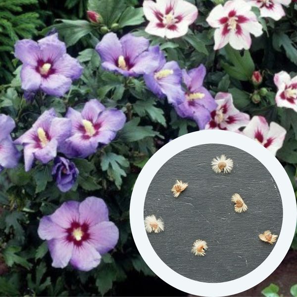 Гибискус махровый семена (20 шт) сирийский древовидный (Hibiscus syriacus) роза кетмия RS-00080 фото