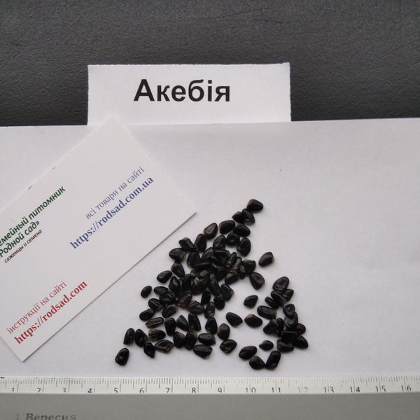 Акебія насіння (10 шт) п'ятилисткова шоколадна ліана (Akebia quinata) RS-00645 фото
