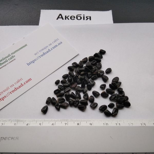 Акебія насіння (10 шт) п'ятилисткова шоколадна ліана (Akebia quinata) RS-00645 фото