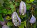 Акебия семена (10 шт) пятилистная шоколадная лиана (Akebia quinata) RS-00645 фото 5