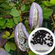 Акебія насіння (10 шт) п'ятилисткова шоколадна ліана (Akebia quinata) RS-00645 фото 1