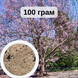 Павловнія кавакамі насіння 100 грамів (біля 400 000 шт) RS-00744 фото 1
