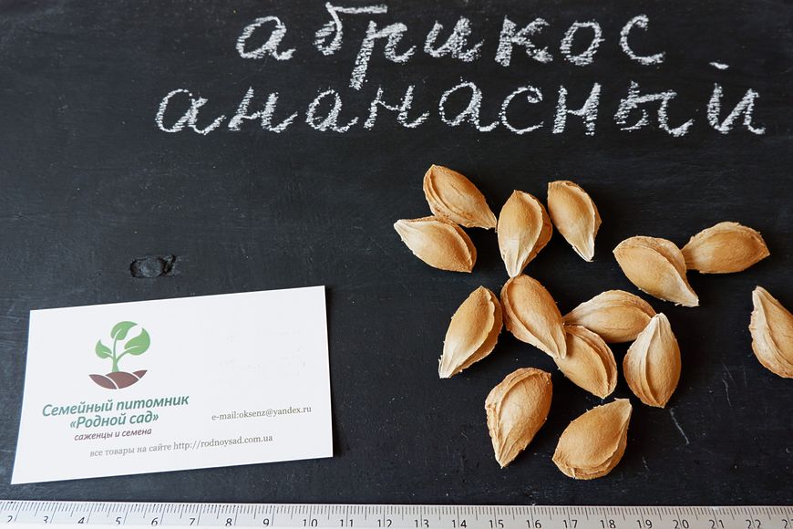 Абрикос Ананасний насіння 10 шт RS-00141 фото
