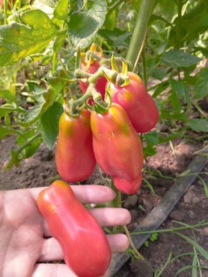 Томат Ерос насіння (0,1 г) середньостиглий високорослий, For Hobby, TM GL Seeds RS-00814 фото