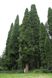 Калоцедрус низбегающий семена (20 шт) калифорнийский речной ладанный кедр (Calocedrus decurrens) RS-00241 фото 2