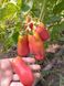 Томат Ерос насіння (0,1 г) середньостиглий високорослий, For Hobby, TM GL Seeds RS-00814 фото 1