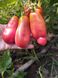 Томат Ерос насіння (0,1 г) середньостиглий високорослий, For Hobby, TM GL Seeds RS-00814 фото 4