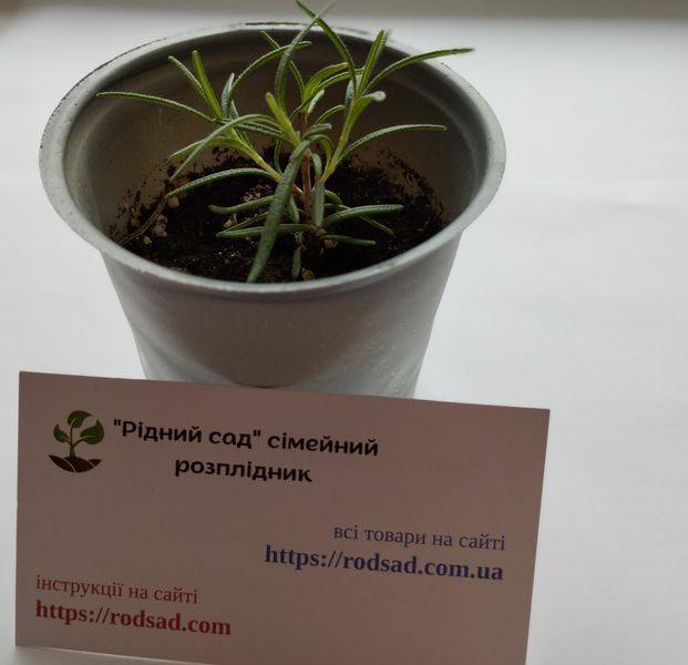 Розмарин семена 0,1 г (около 40 шт) (Rosmar&iacute;nus officin&aacute;lis) RS-00038 фото