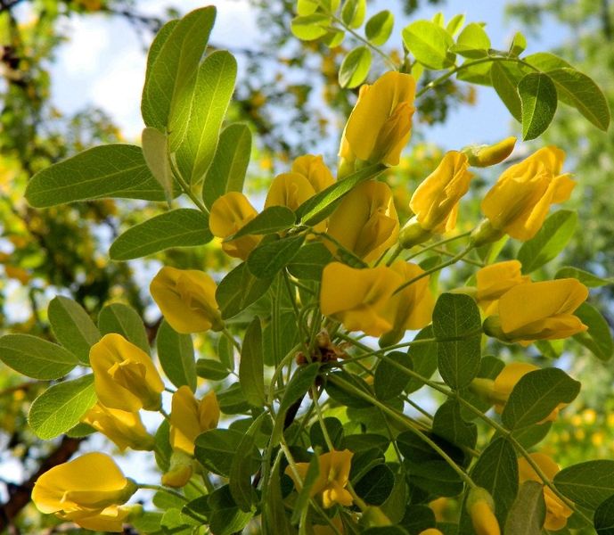 Карагана деревовидна насіння (10 шт) жовта акація (Caragána arboréscens) RS-00763 фото