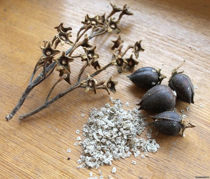 Павловнія кавакамі насіння (прибл. 1000 шт) алюмінієве дерево (Paulownia kawakamii) медонос швидкоростуча RS-00314 фото