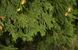 Калоцедрус низбегающий семена (20 шт) калифорнийский речной ладанный кедр (Calocedrus decurrens) RS-00241 фото 3