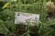 Розмарин семена 0,1 г (около 40 шт) (Rosmar&iacute;nus officin&aacute;lis) RS-00038 фото 8
