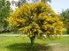 Карагана деревовидная семена (10 шт) желтая акация (Caragána arboréscen) RS-00763 фото 3