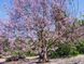Павловнія кавакамі насіння (прибл. 1000 шт) алюмінієве дерево (Paulownia kawakamii) медонос швидкоростуча RS-00314 фото 2