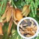 Калоцедрус насіння (20 шт) каліфорнійський річковий ладанний кедр (Calocedrus decurrens) RS-00241 фото 1