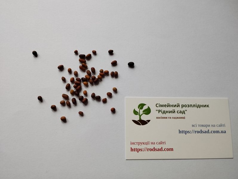 Карагана деревовидная семена (10 шт) желтая акация (Caragána arboréscen) RS-00763 фото