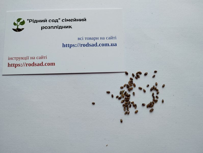 Розмарин семена 0,1 г (около 40 шт) (Rosmar&iacute;nus officin&aacute;lis) RS-00038 фото