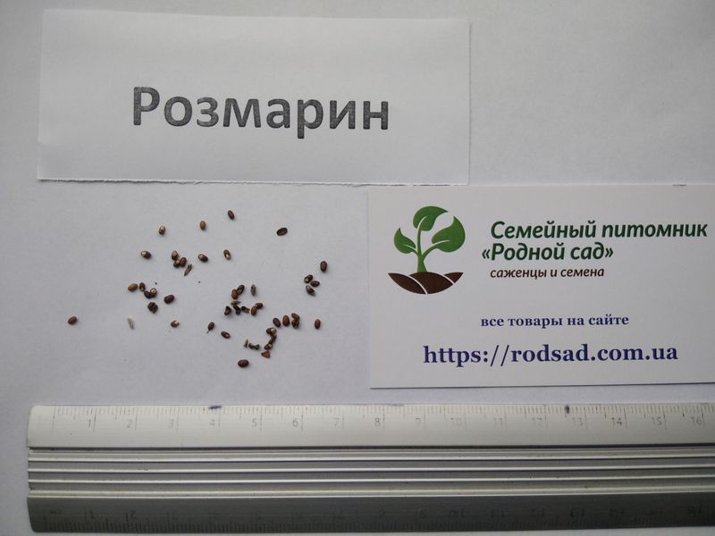 Розмарин семена 0,1 г (около 40 шт) (Rosmar&iacute;nus officin&aacute;lis) RS-00038 фото