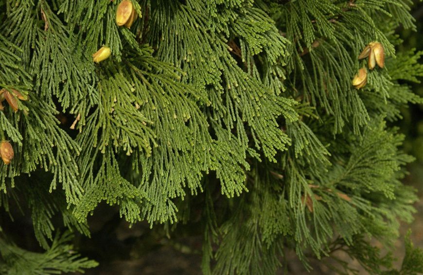 Калоцедрус низбегающий семена (20 шт) калифорнийский речной ладанный кедр (Calocedrus decurrens) RS-00241 фото