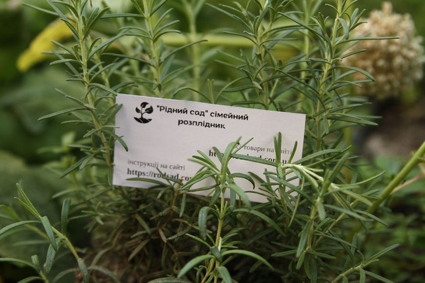 Розмарин семена 0,1 г (около 40 шт) (Rosmar&iacute;nus officin&aacute;lis) RS-00038 фото