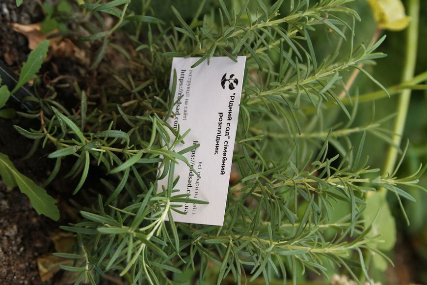 Розмарин семена 0,1 г (около 40 шт) (Rosmar&iacute;nus officin&aacute;lis) RS-00038 фото